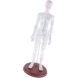 yotijay Male and Female Acupuncture Model 20 Inches, as described, Female