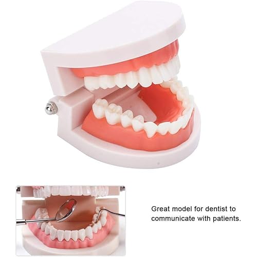 Tooth Model,Adult Gums Standard Typodont Demonstration Teeth Model Dental Teach Study Practice Teeth