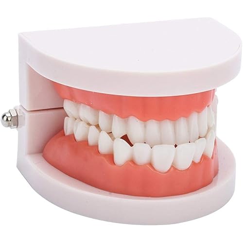Tooth Model,Adult Gums Standard Typodont Demonstration Teeth Model Dental Teach Study Practice Teeth