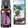 Sleep Essential Oil Blend - 100% Pure Therapeutic Grade Good Sleep Blend Oil - 10ml - Perfect for Aromatherapy, Supports Deep Sleep, Made in EU under strict control