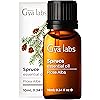 Gya Labs Spruce Essential Oil 10ml - Woody, Balsamic & Refreshing Scent